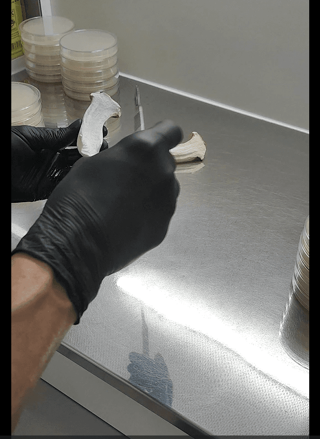 Clonagem e seleção de matrizes