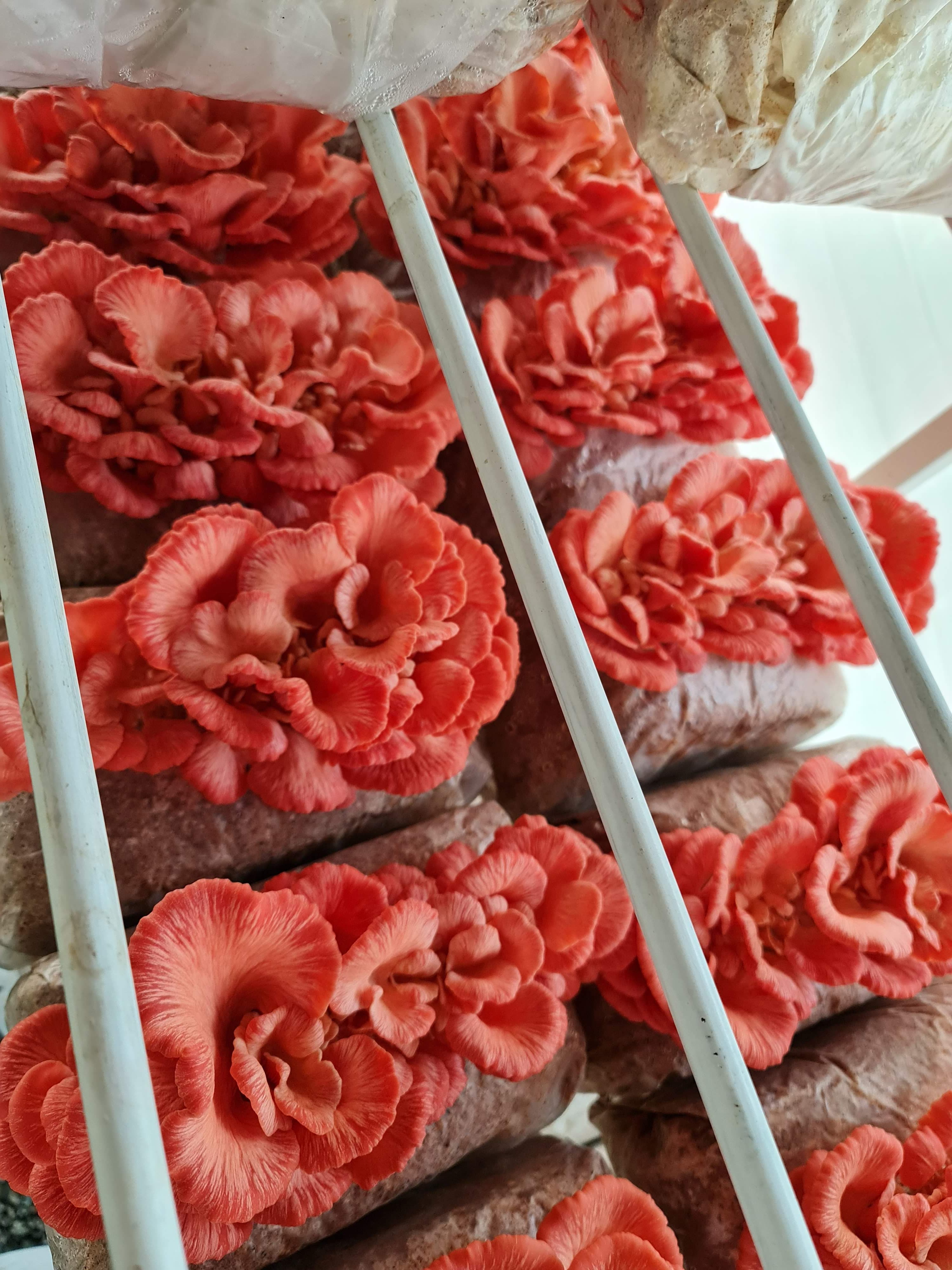 Frutificação padronizada