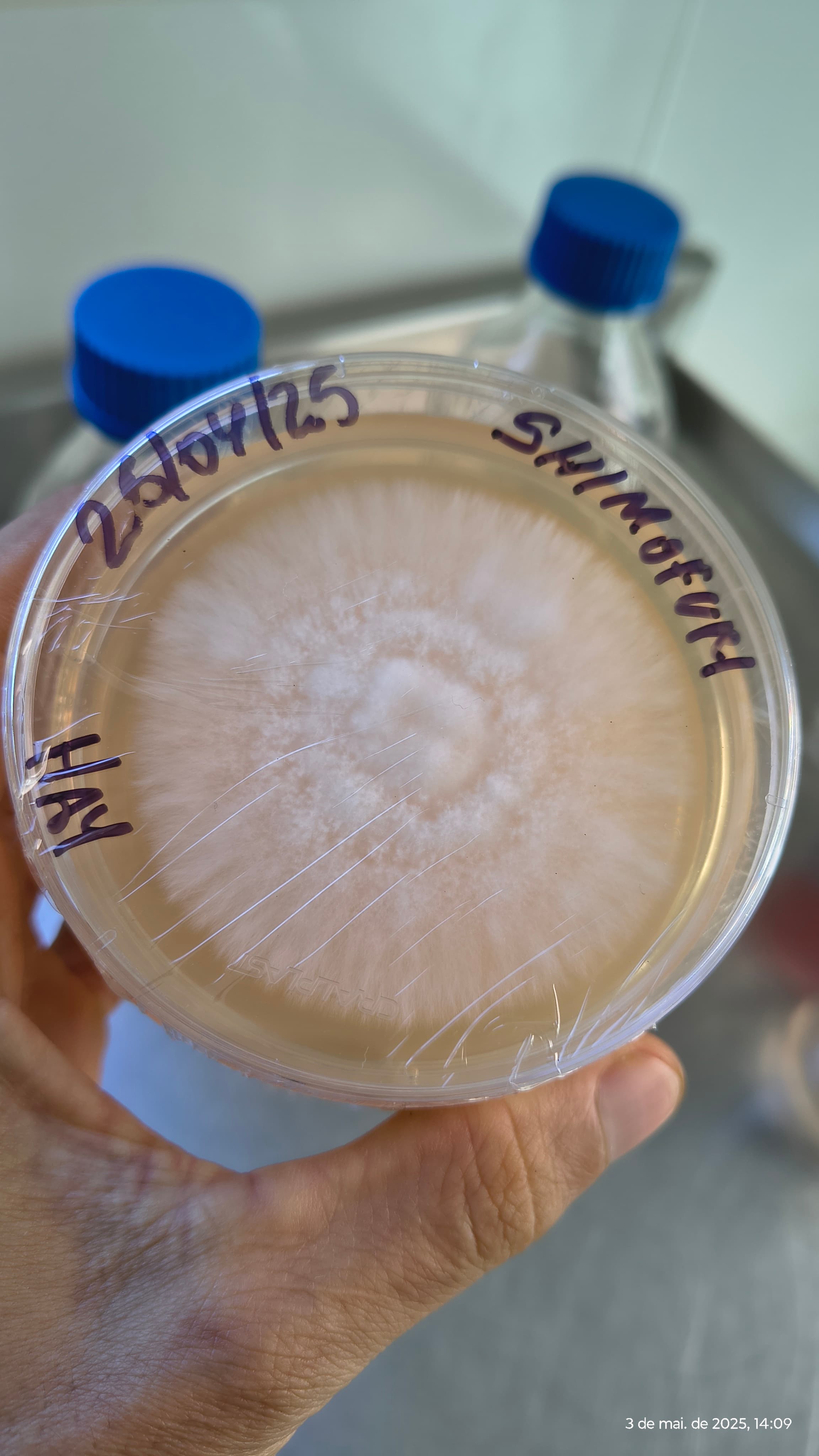 Clonagem e seleção de matrizes